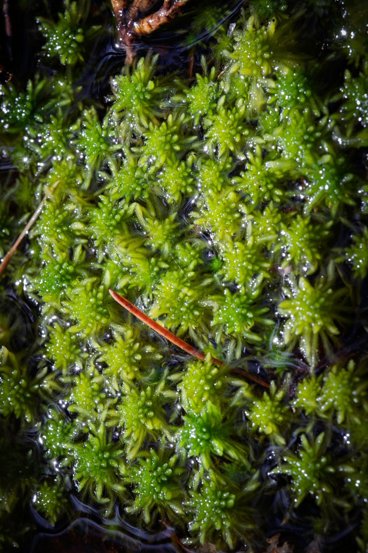 Propagating Peperomia in Sphagnum Moss: Avoid Rot
