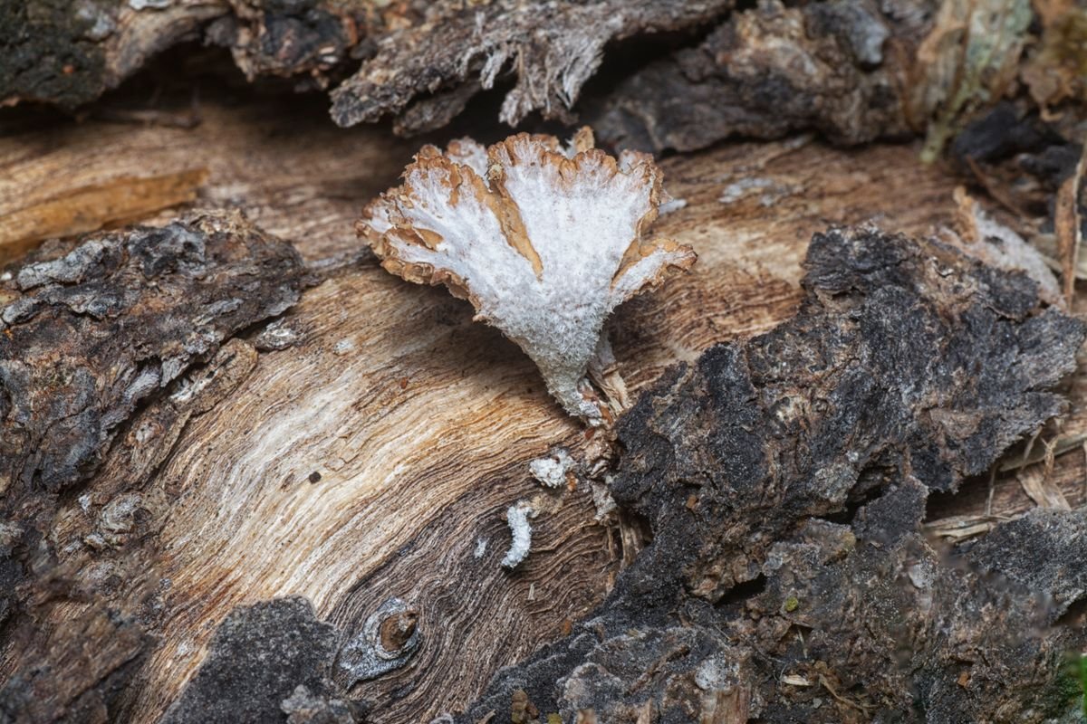 Macro of white fungus on decayed wood — analogue for saprophytic peperomia mold feeding on organic mix