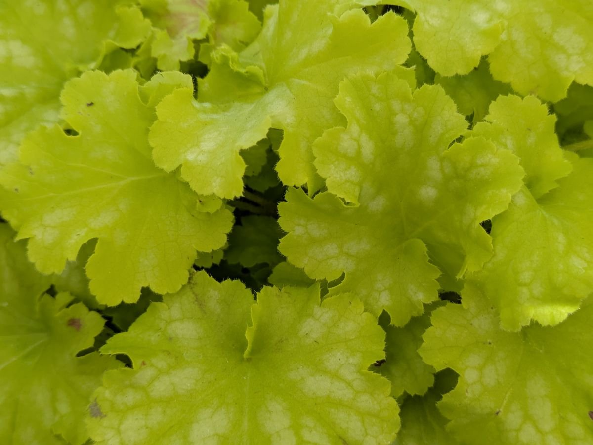 Detailed close-up of vibrant lime green leaf texture and variegated pattern