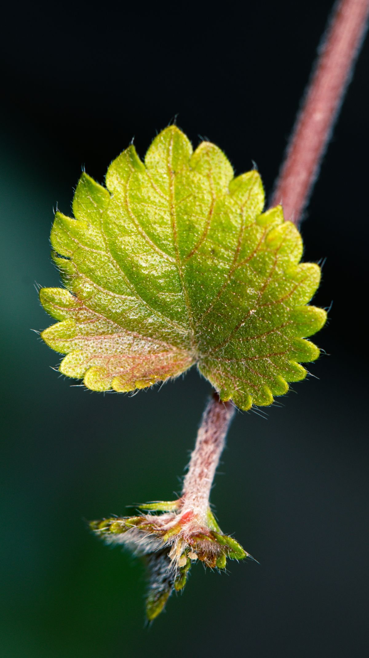 Macro shot of a vibrant green leaf on a textured plant stem