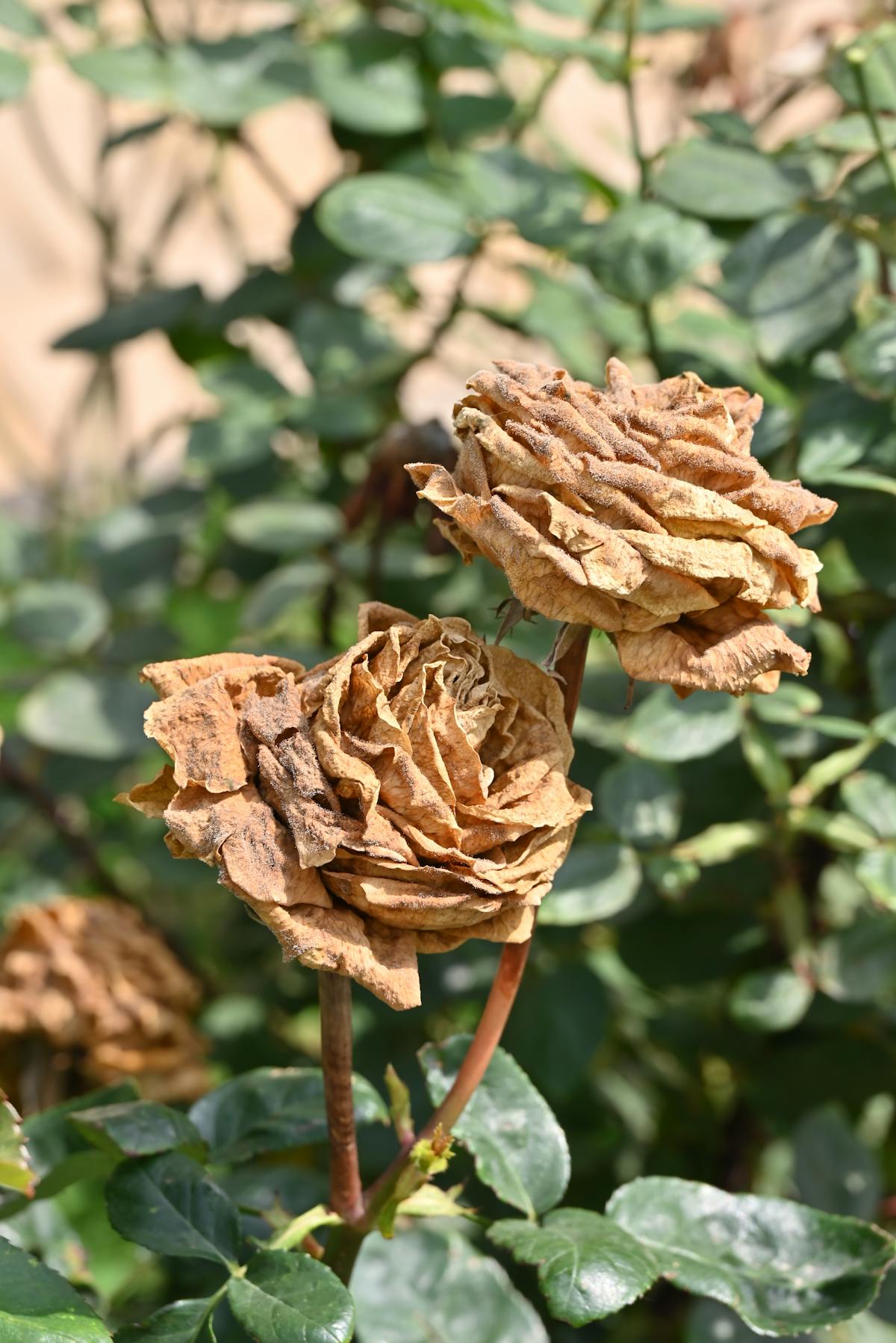 Close-up of wilted flowers representing botanical decay and rot