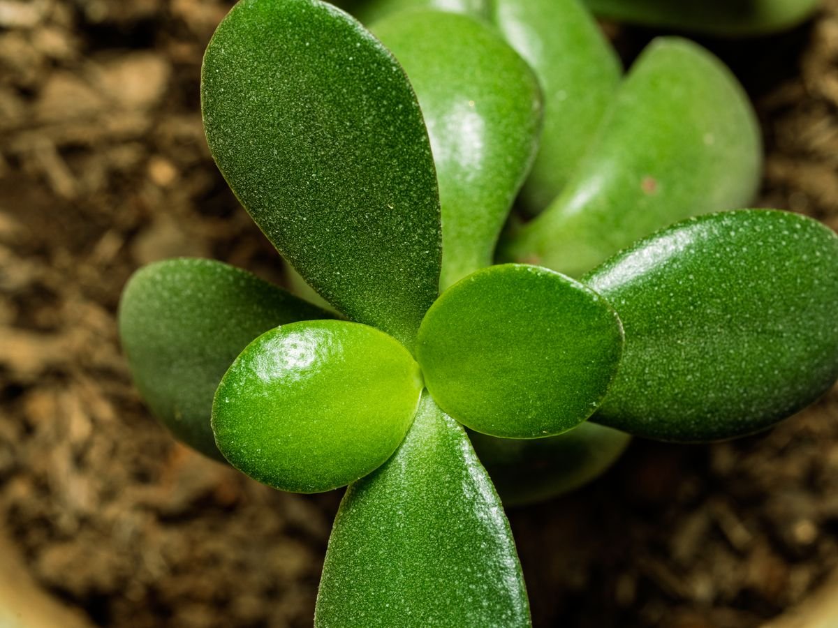 Fleshy green succulent leaves in macro — thick water-storage lamina that makes peperomia edema more likely than on thin-leaved plants
