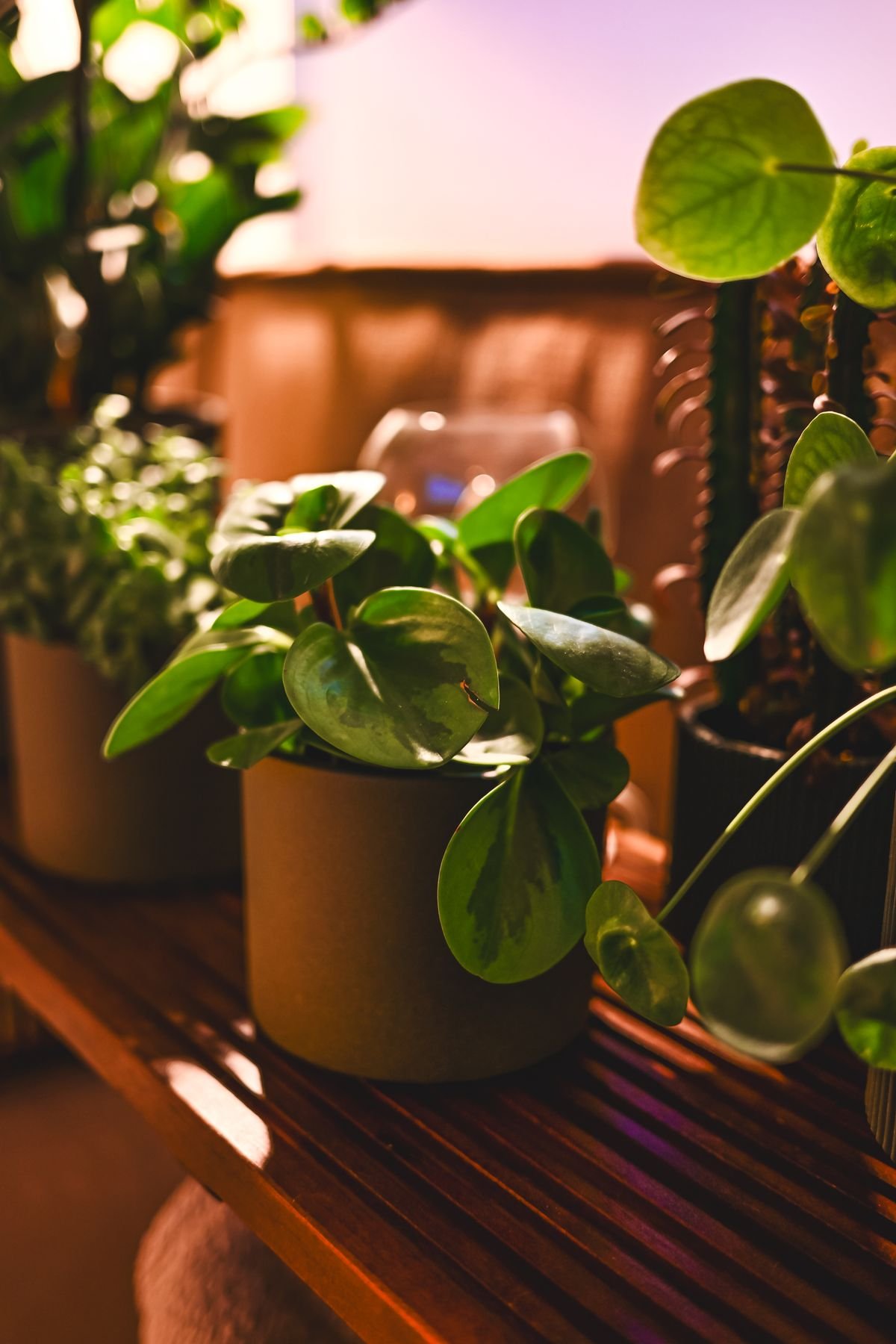 Green indoor plants on a wooden shelf in warm light, representing long-term, stable Peperomia obtusifolia culture