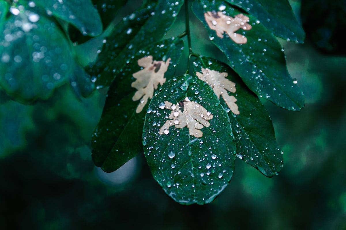 Close-up of leaves with rain droplets and unique natural patterns