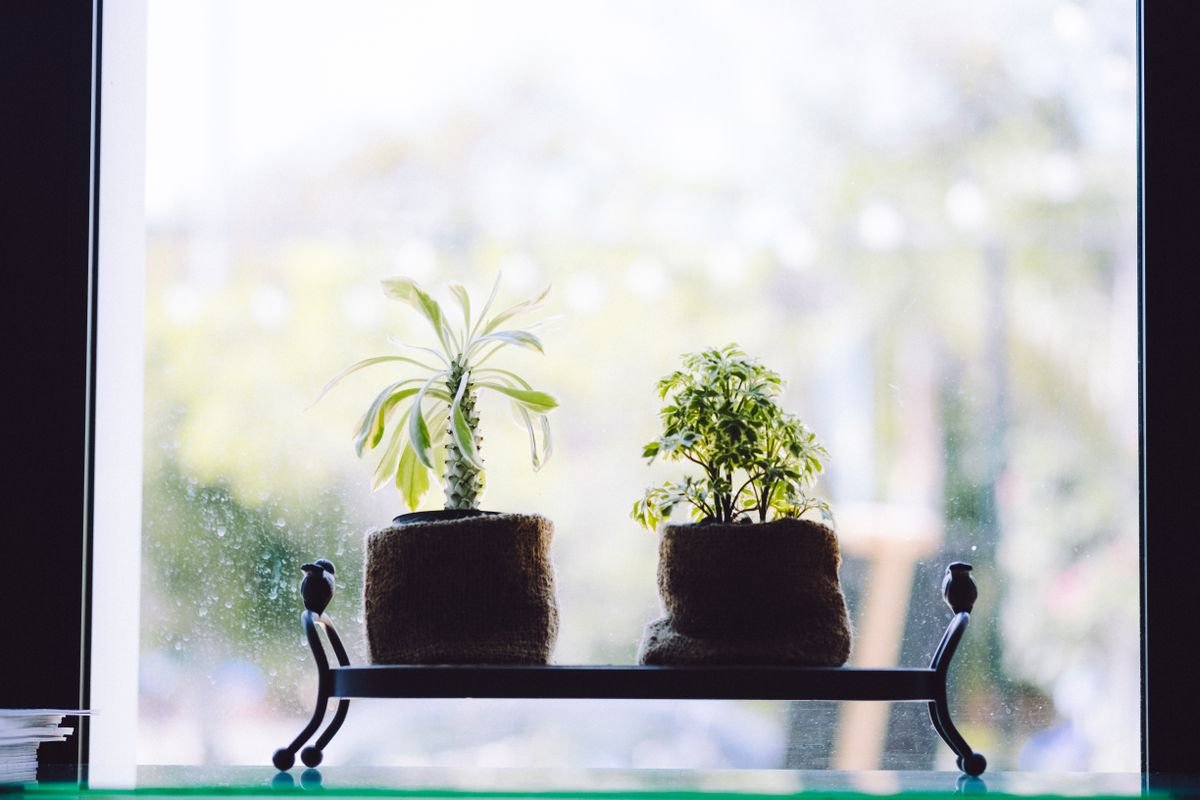 Two potted plants on a windowsill with a blurred outdoor garden visible beyond the glass, illustrating the indoor-outdoor decision for Peperomia obtusifolia