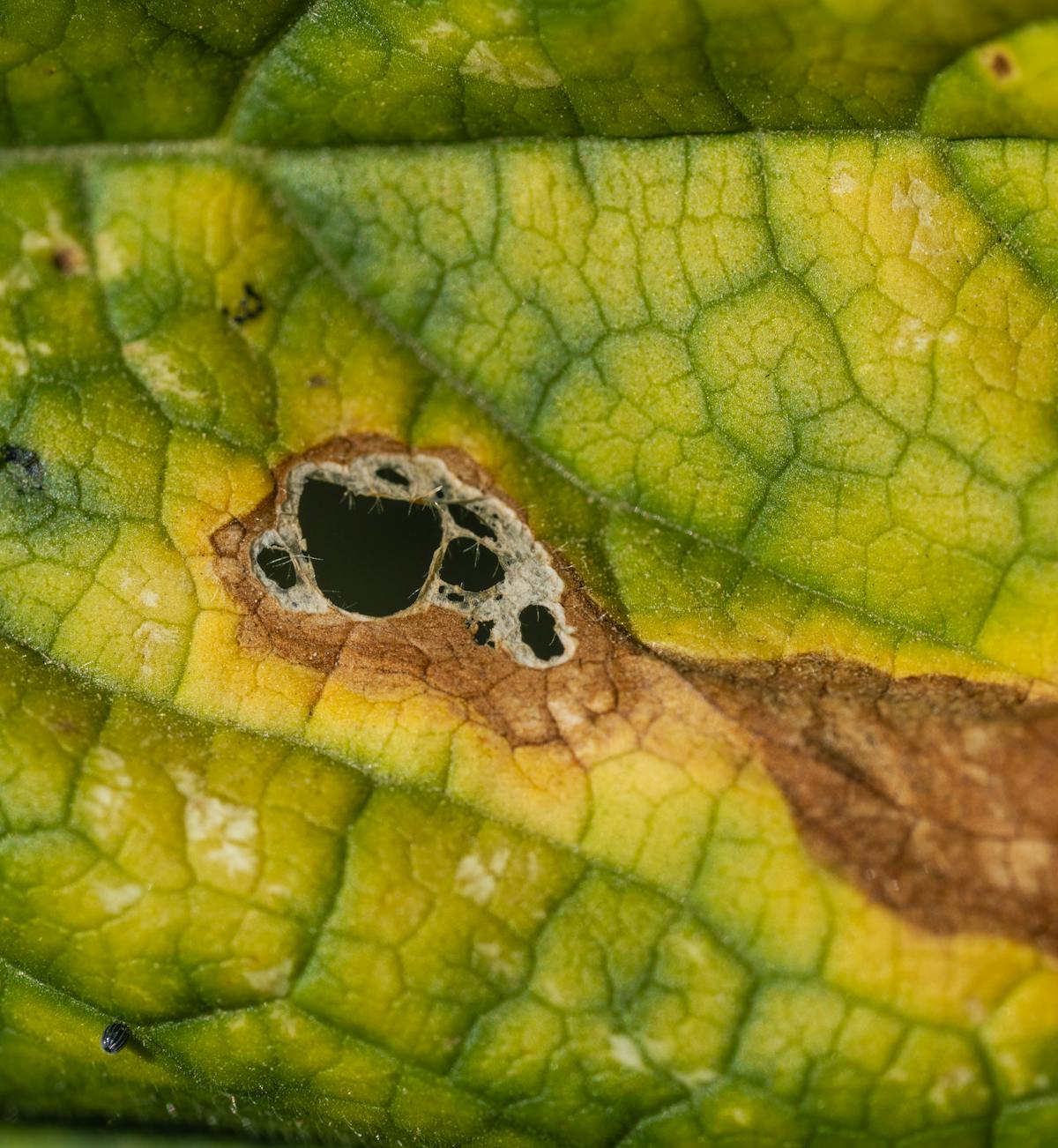 Detailed macro shot of a leaf showing tissue damage and visible vein patterns — the cellular structure that pathogen enzymes attack