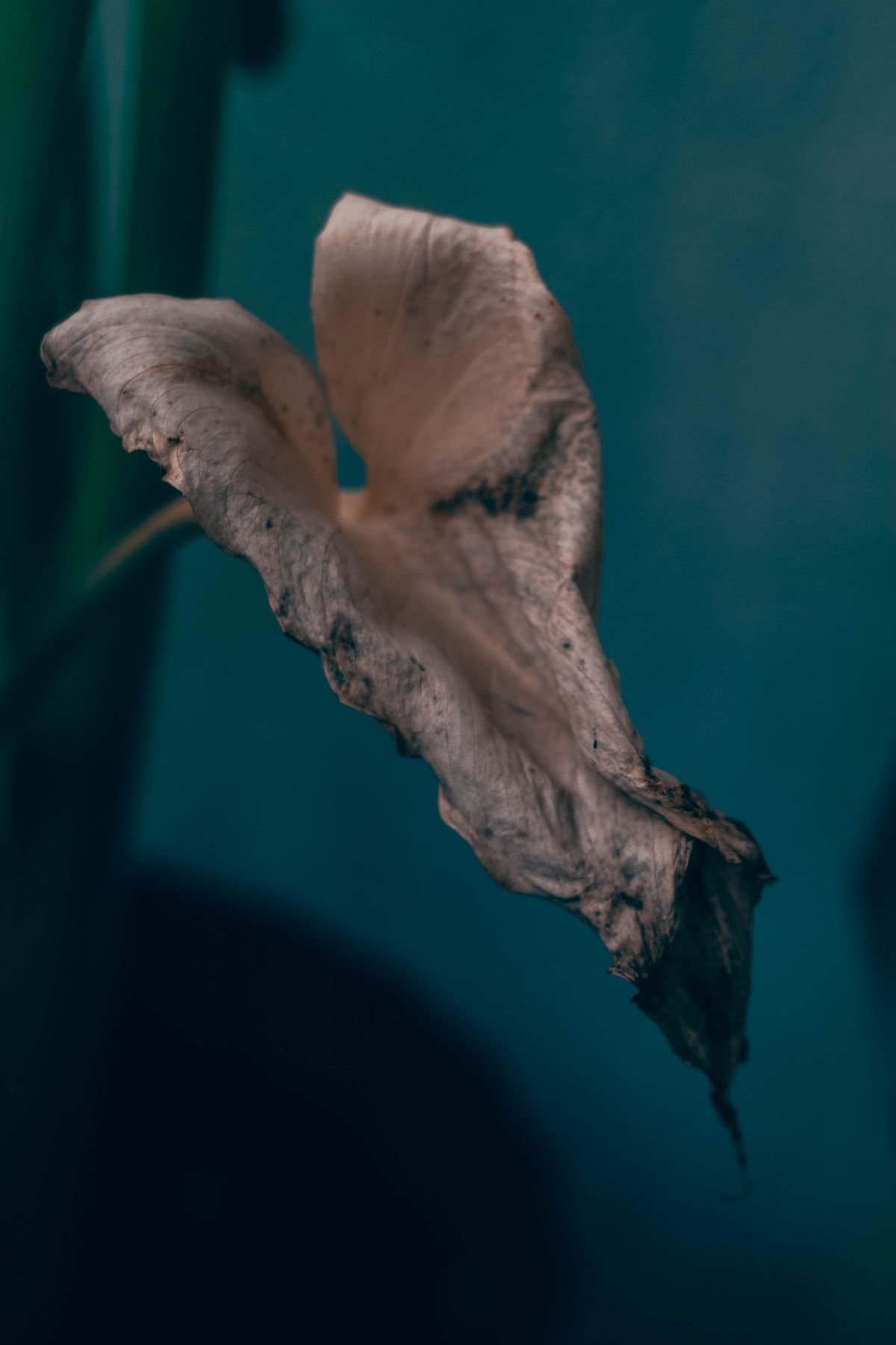 A close-up of a wilting, drooping leaf against a dark background