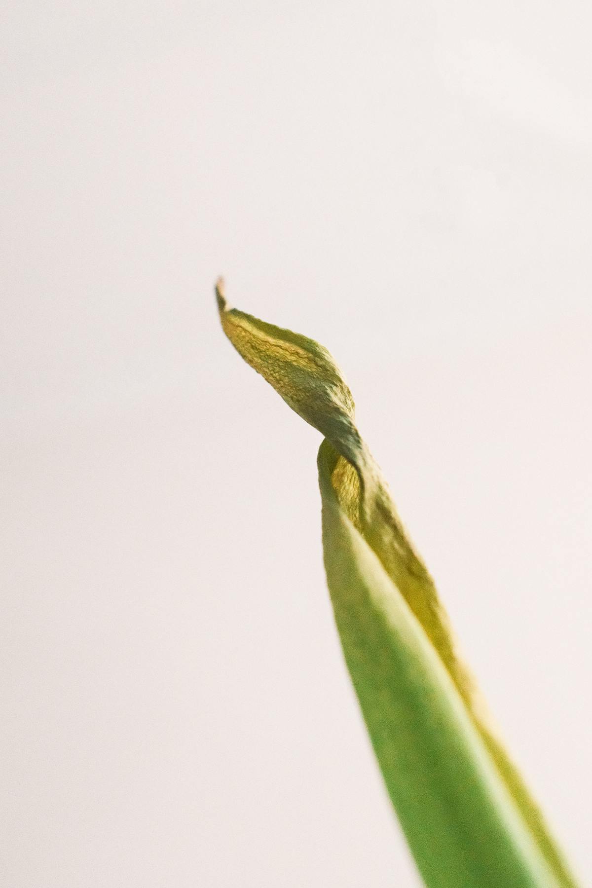 Minimalist close-up of a twisted leaf tip against a light background representing structural deformity.