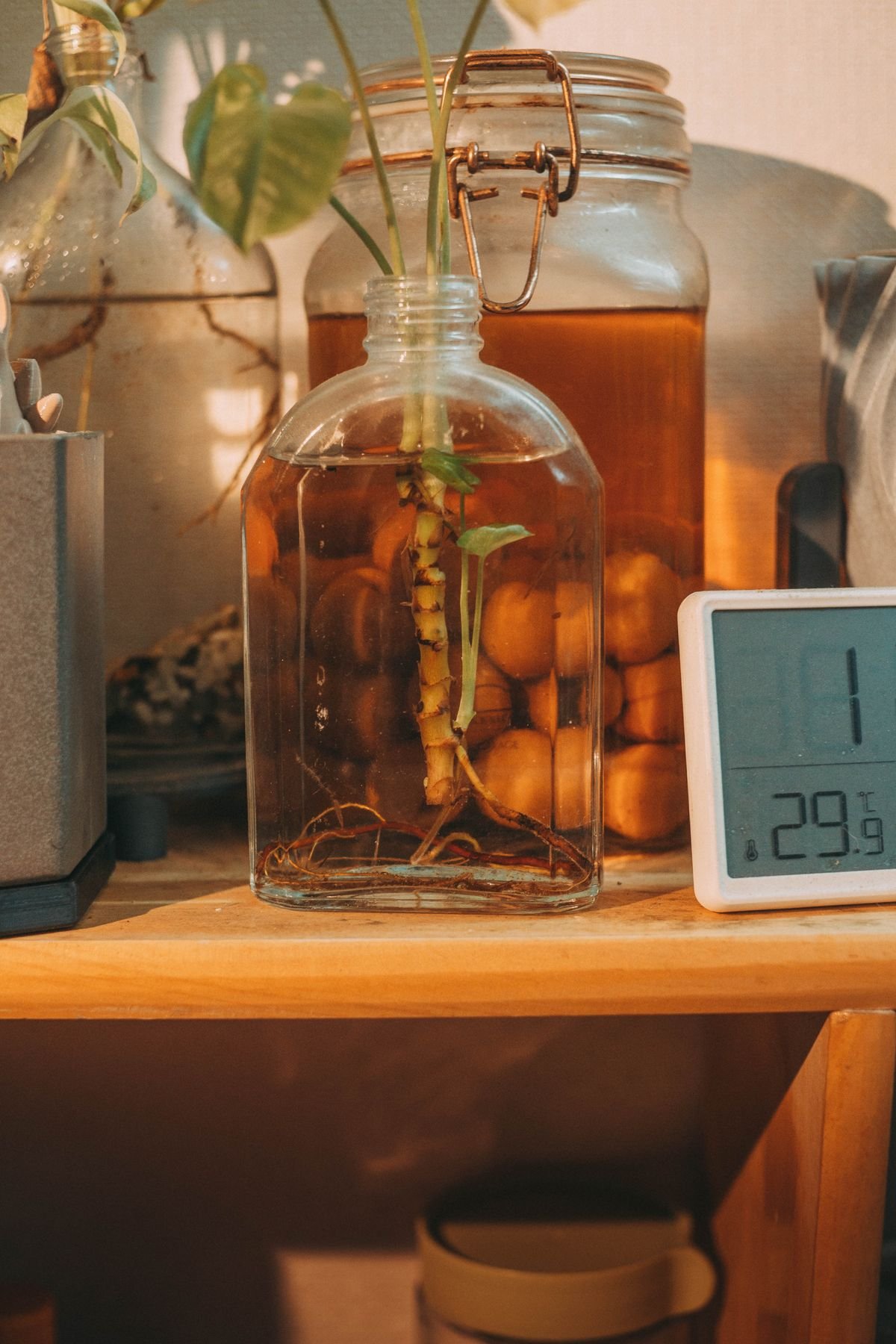 Digital thermometer and hygrometer on a shelf beside plant cuttings in glass vessels