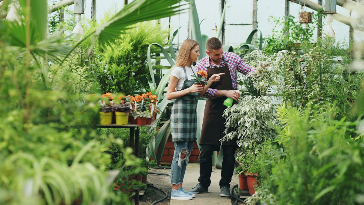 Rows of plants in a specialist nursery greenhouse, showing the variety of tropical houseplants available through specialty plant sellers