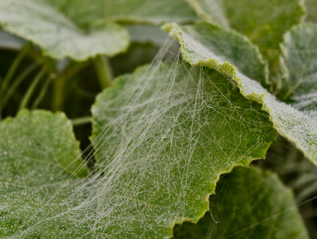 Macro photograph of a red mite on a green leaf surface, highlighting arachnid pest identification