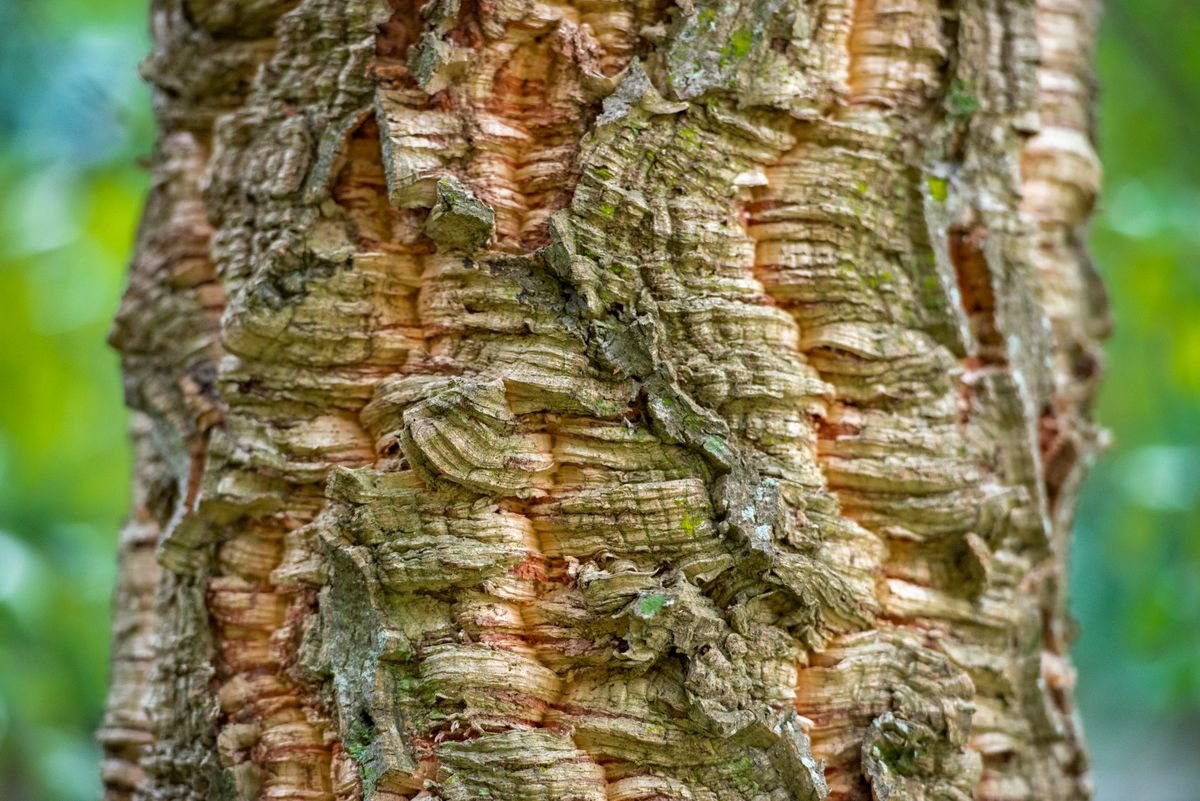 Close-up of cork oak bark texture — analogue for the permanent suberin scabs of peperomia edema