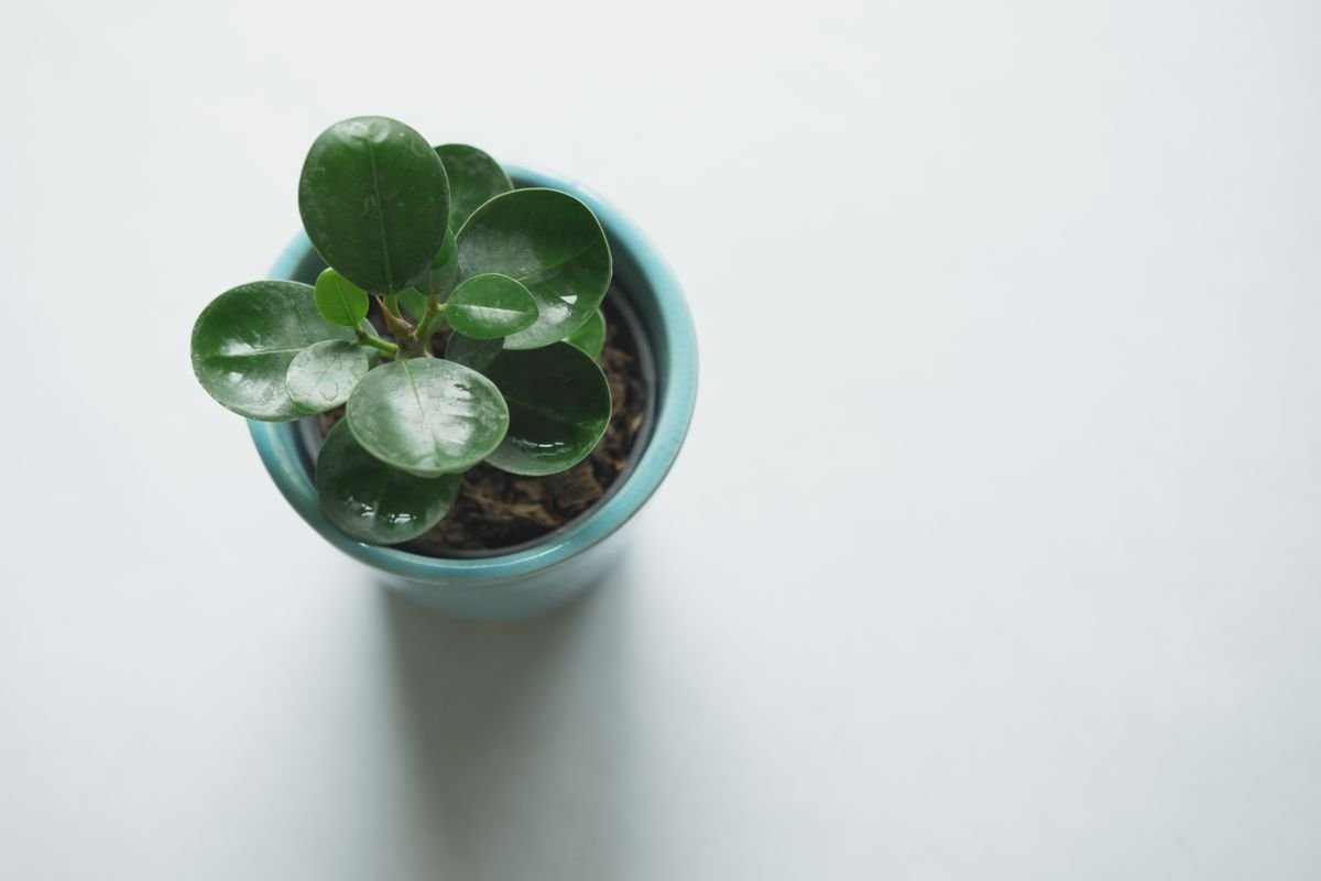 How Fast Does Peperomia Grow? Rate, Seasons & Stalls