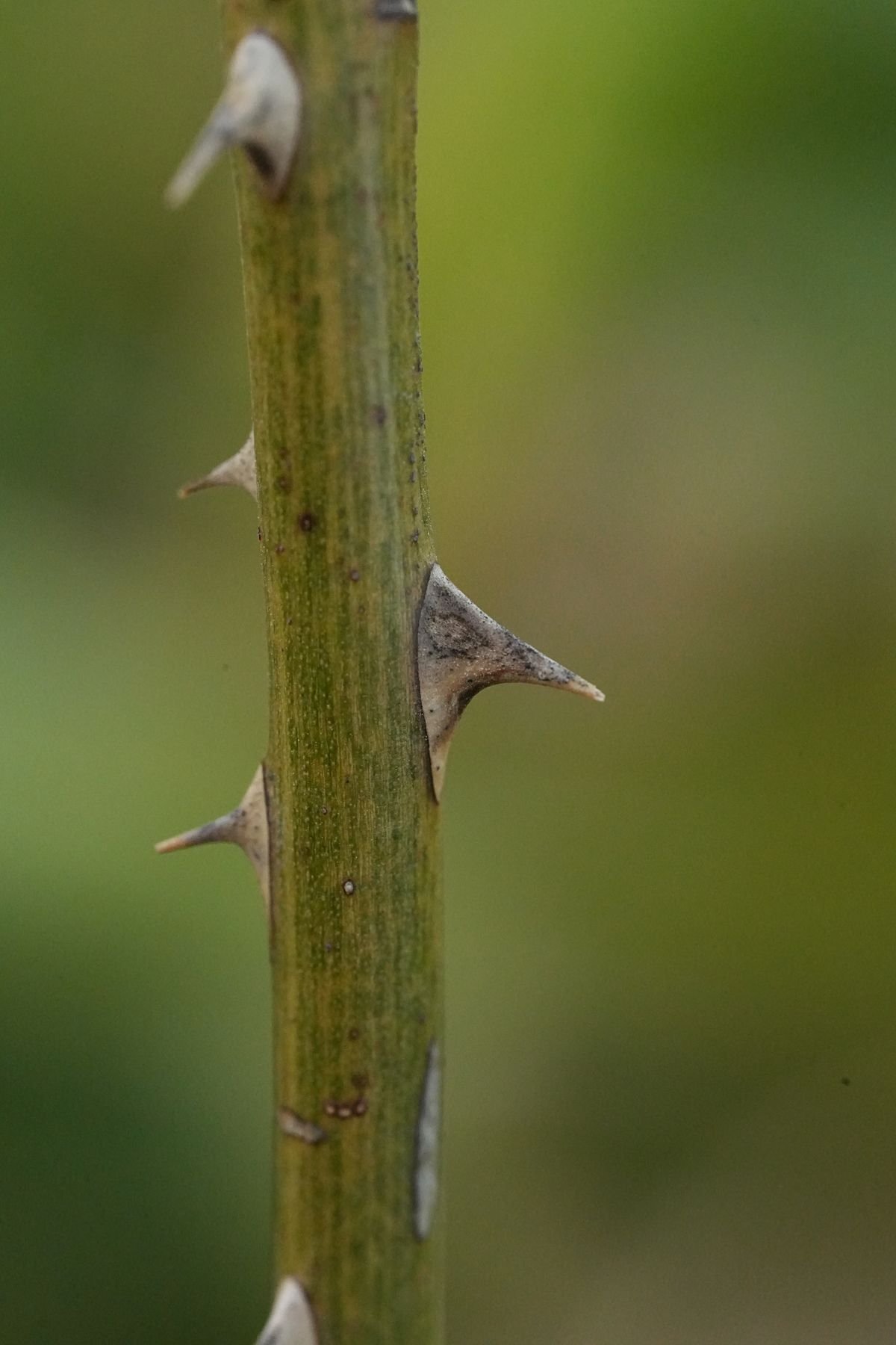 Close-up of a textured green plant stem, the site where scale insects attach and feed