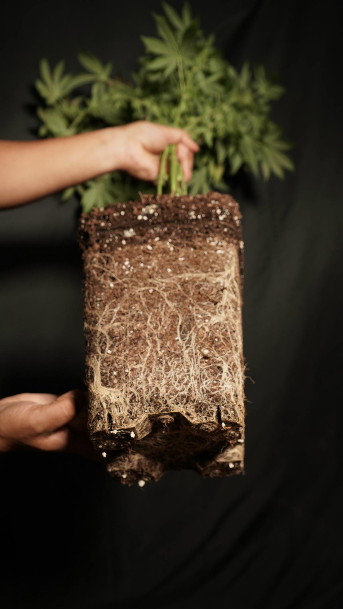 How Peperomia Roots Breathe: The Science of Soil Oxygen