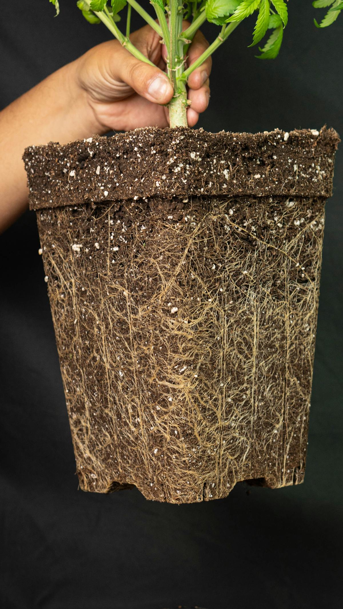 Healthy white roots of a plant exposed for transplanting representing optimal root health