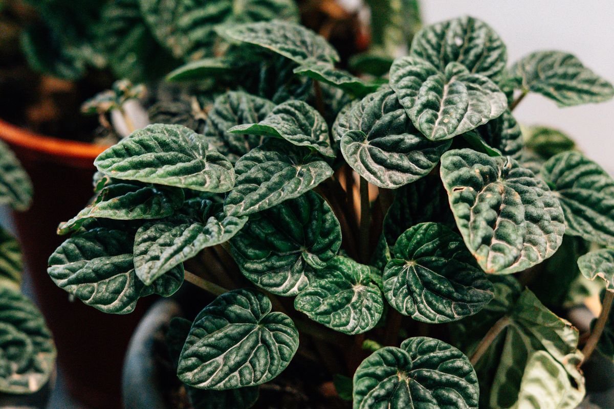 Peperomia obtusifolia leaves and stem showing the node structure where pruning cuts are made