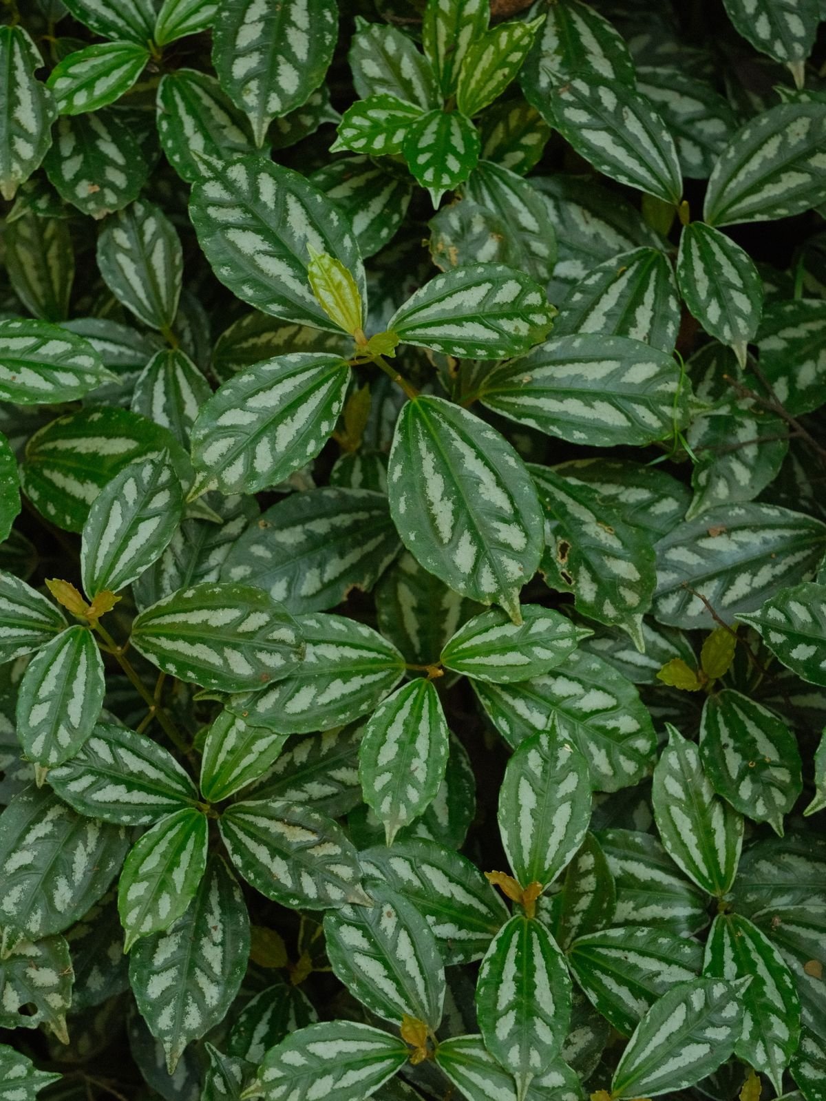 Close-up of lush green Peperomia leaves showing dense foliar mass at mature scale