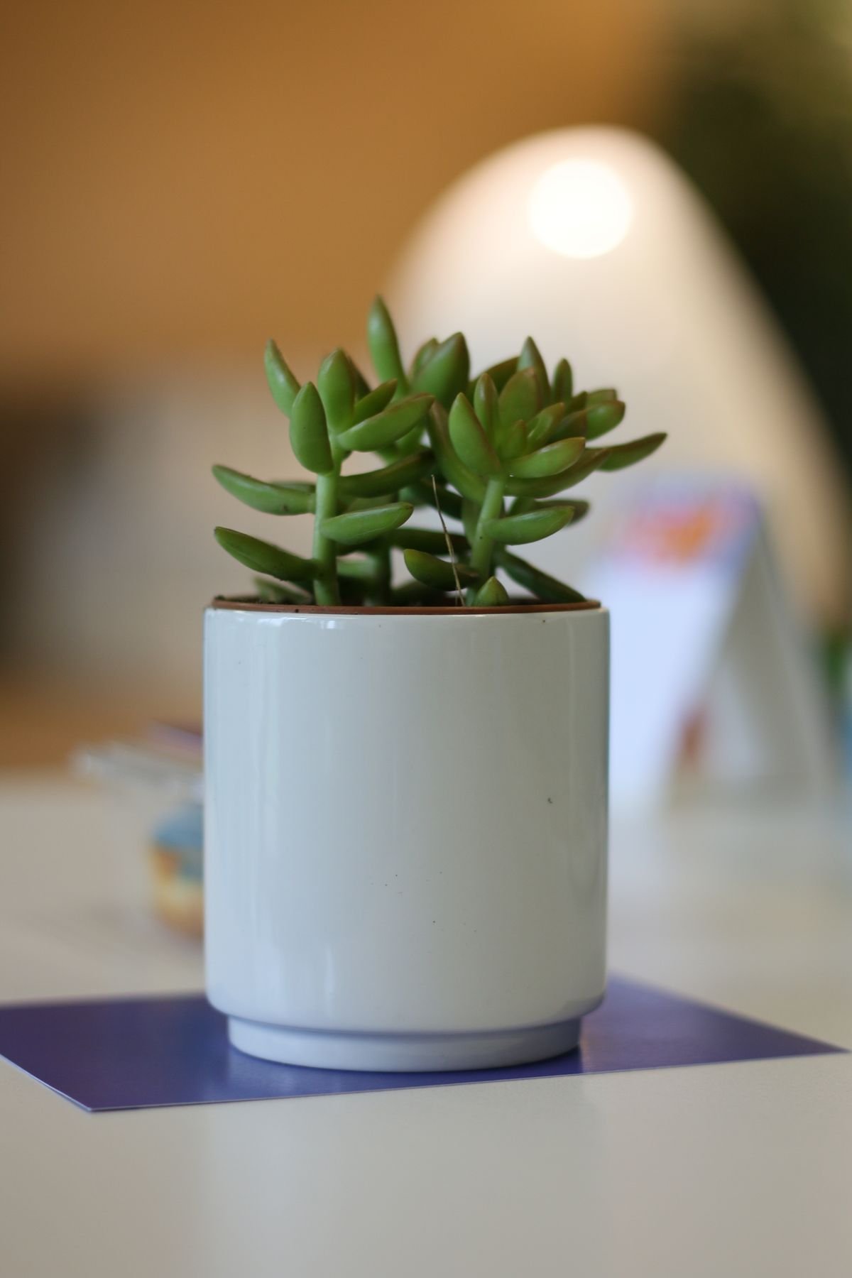 A small compact green plant in a simple ceramic pot on a desk