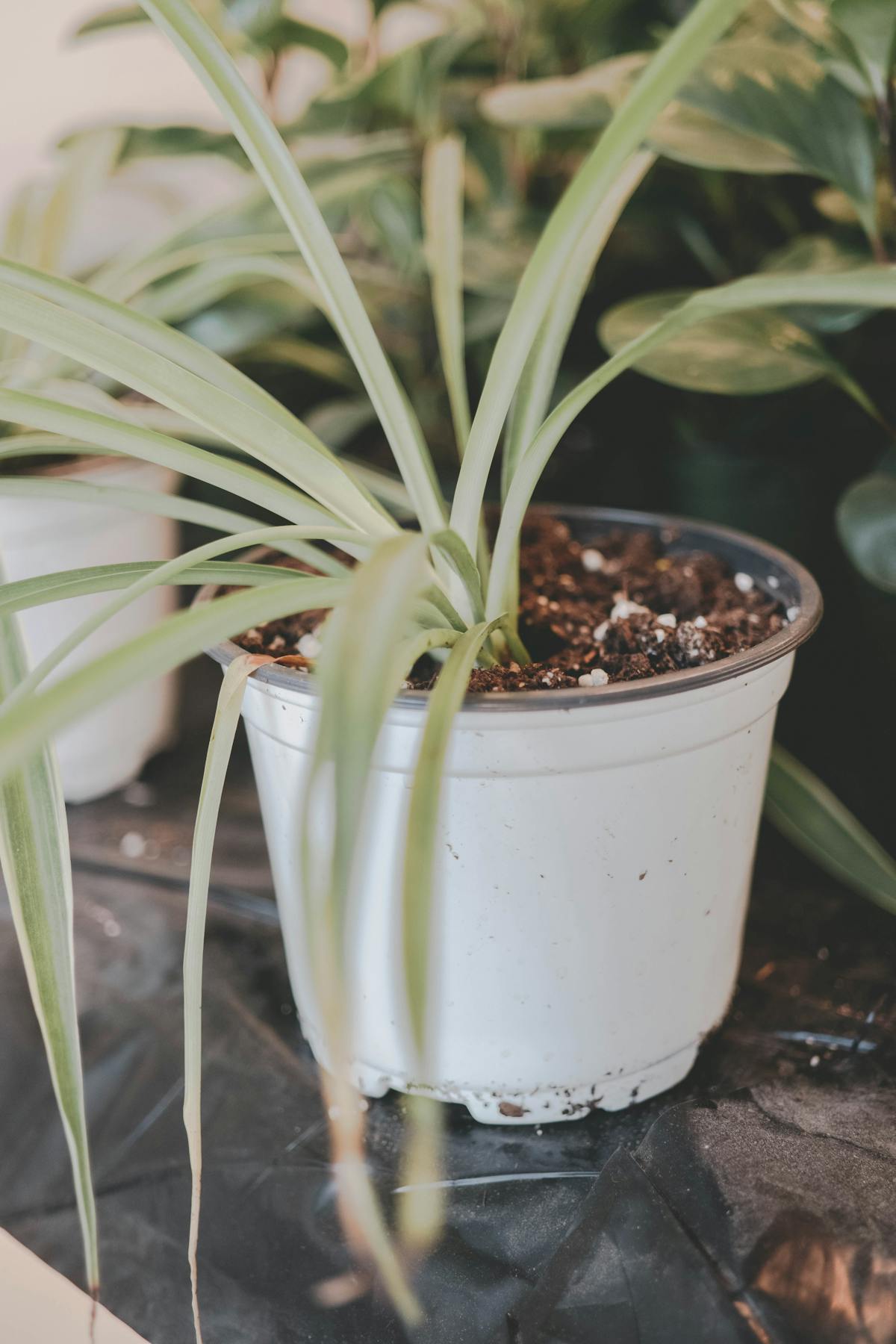 A detailed view of a spider plant in a white pot on a table indoors