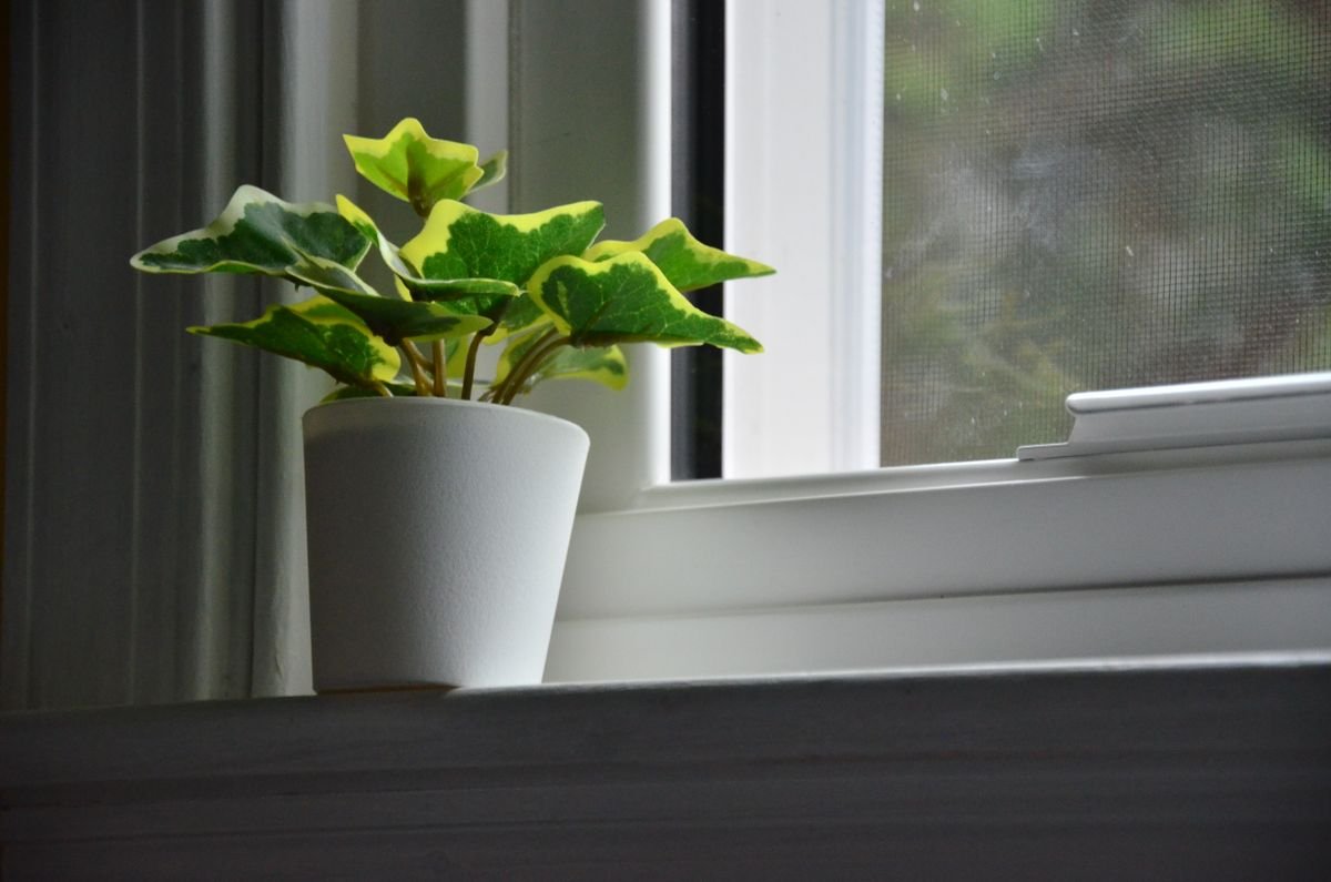 Green houseplant in a white pot on a windowsill with soft natural daylight