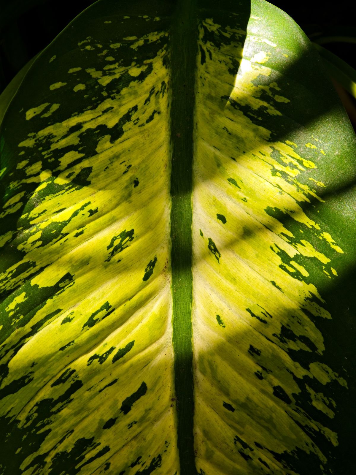 Close-up of a leaf with a defined yellow-green variegated margin