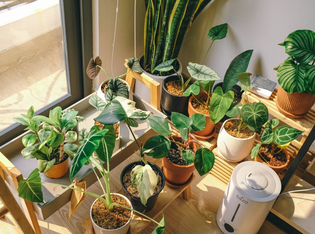 Overhead view of several potted houseplants grouped together on a shelf, illustrating the shared-microclimate humidity method