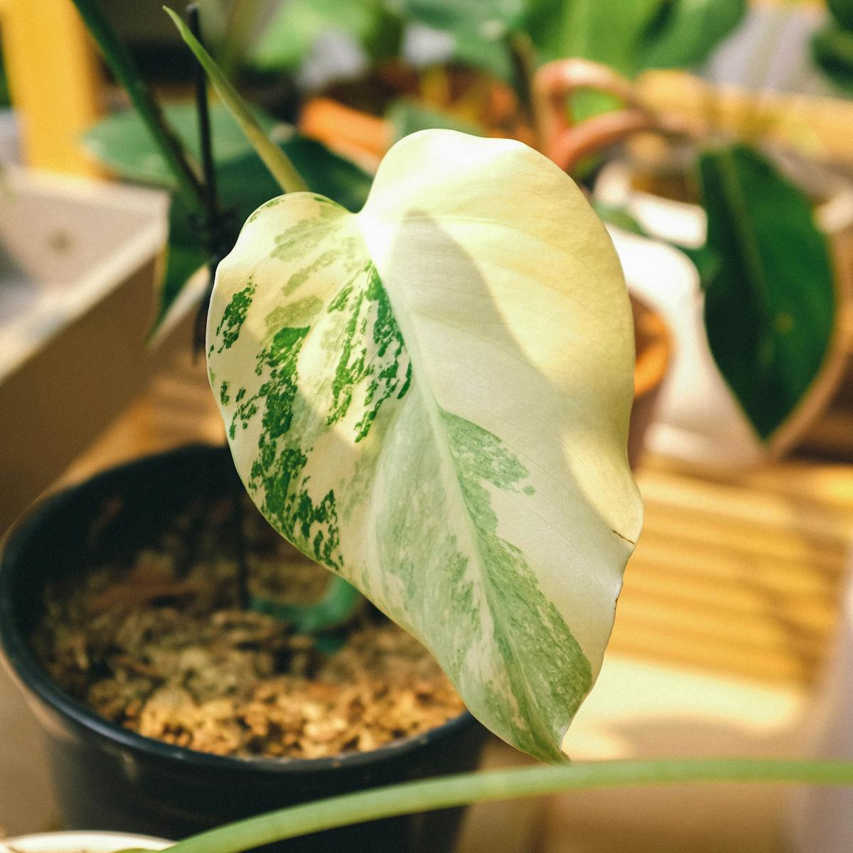Close-up of a variegated leaf in a pot