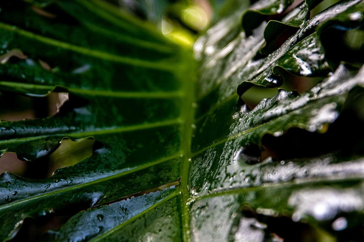 Detailed close-up of a fresh, wet green leaf with visible raindrops beading on the surface