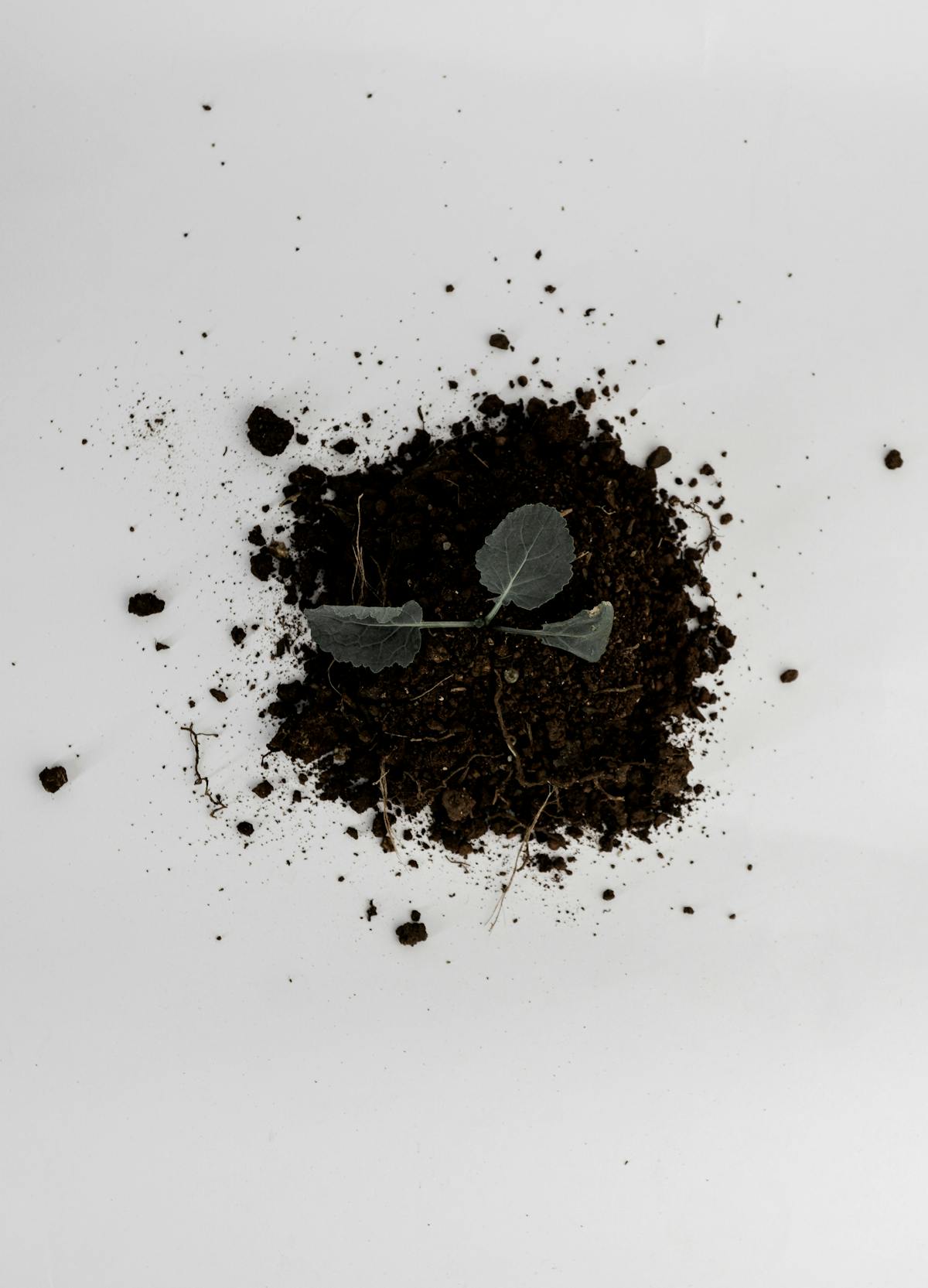 Fresh plant sprout emerging from nutrient-rich dark soil