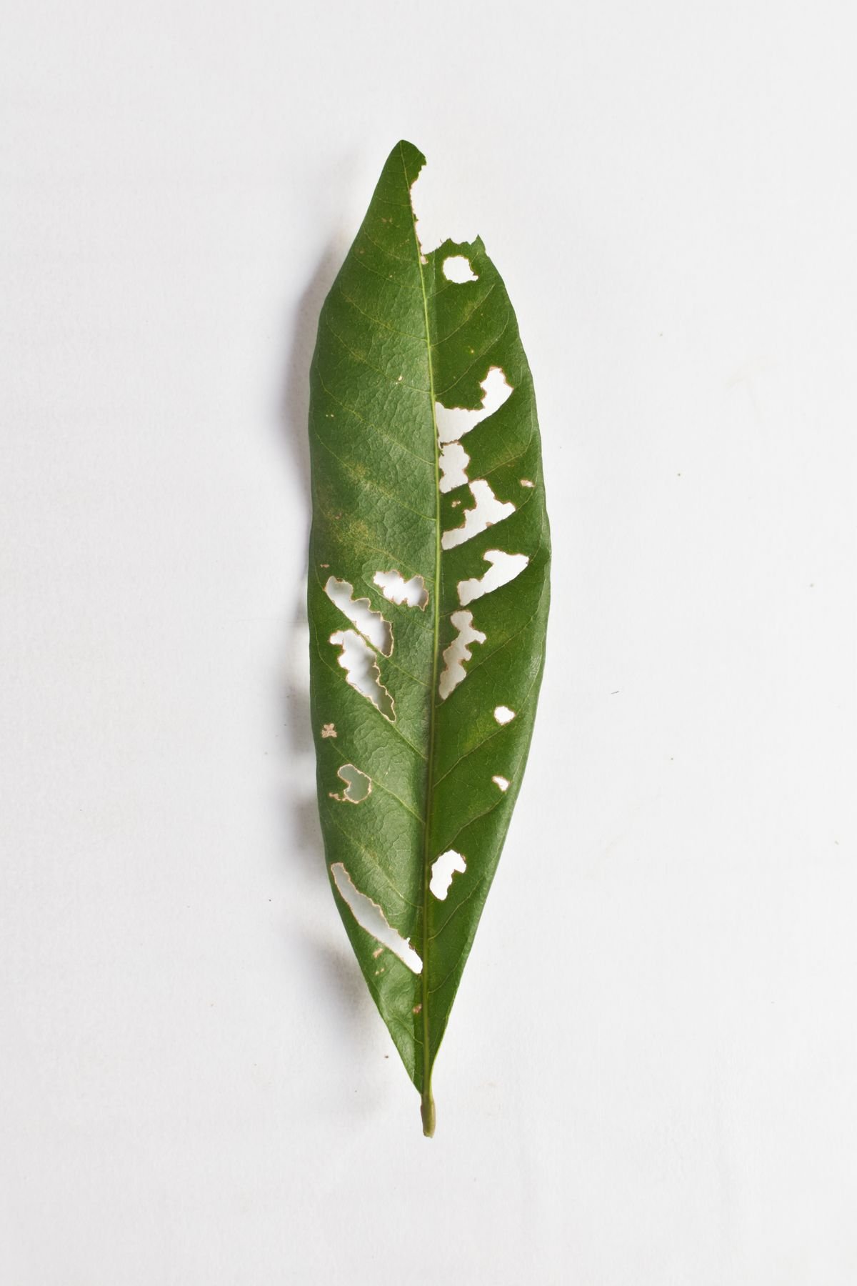 A green leaf with a bleached white patch, the pattern characteristic of photo-oxidative sunburn damage