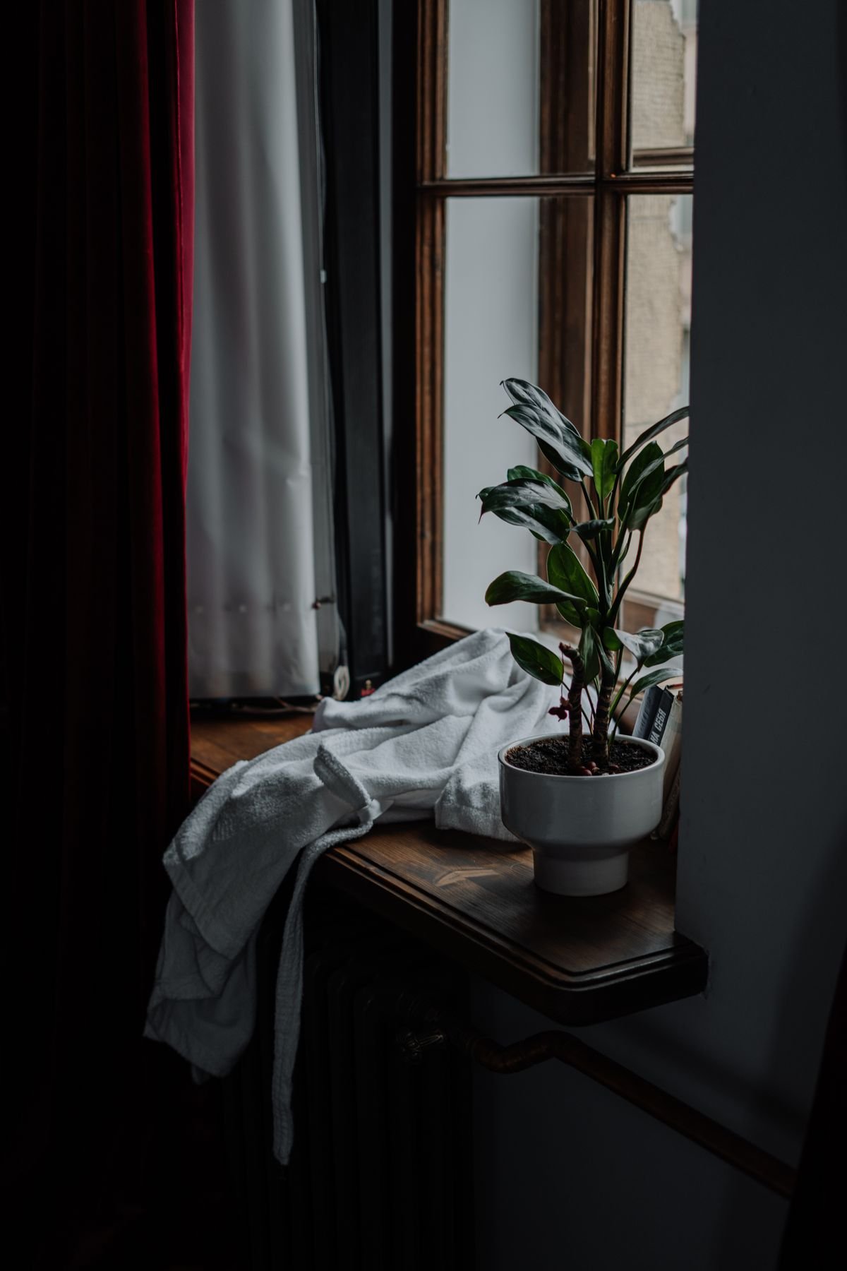 Glossy green houseplant in a white pot on a wooden windowsill in soft daylight