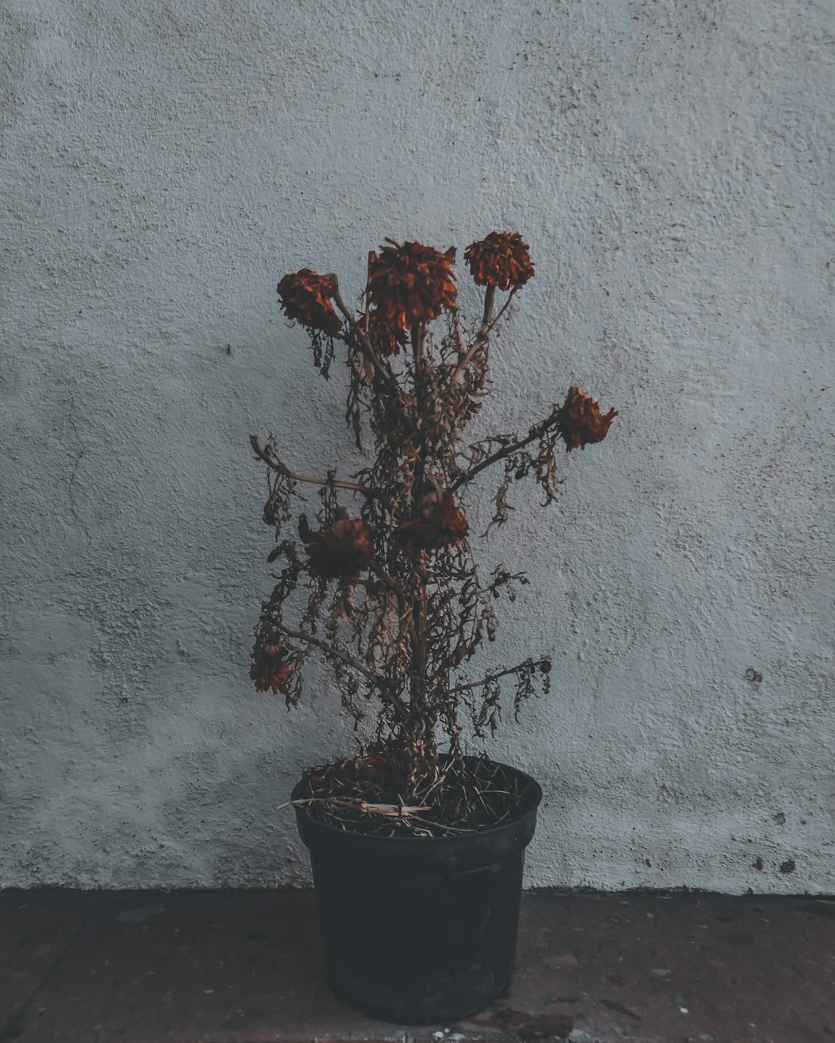 A dry, drought-stressed potted houseplant in a black pot on a hard floor — the visual signature of pure turgor collapse from underwatering