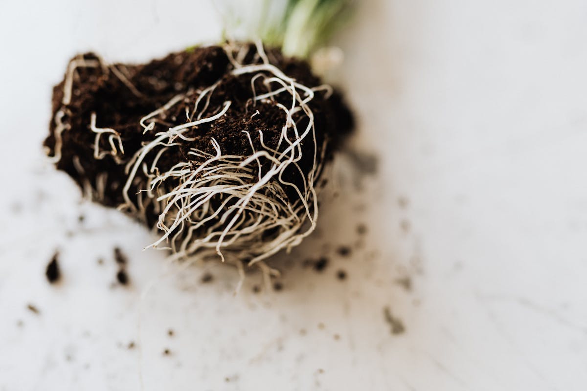 Small green plant with exposed roots prepared for gardening on a marble surface