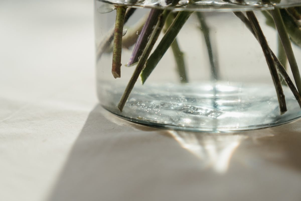 Stem cuttings standing in a glass of water after the callus seal stage