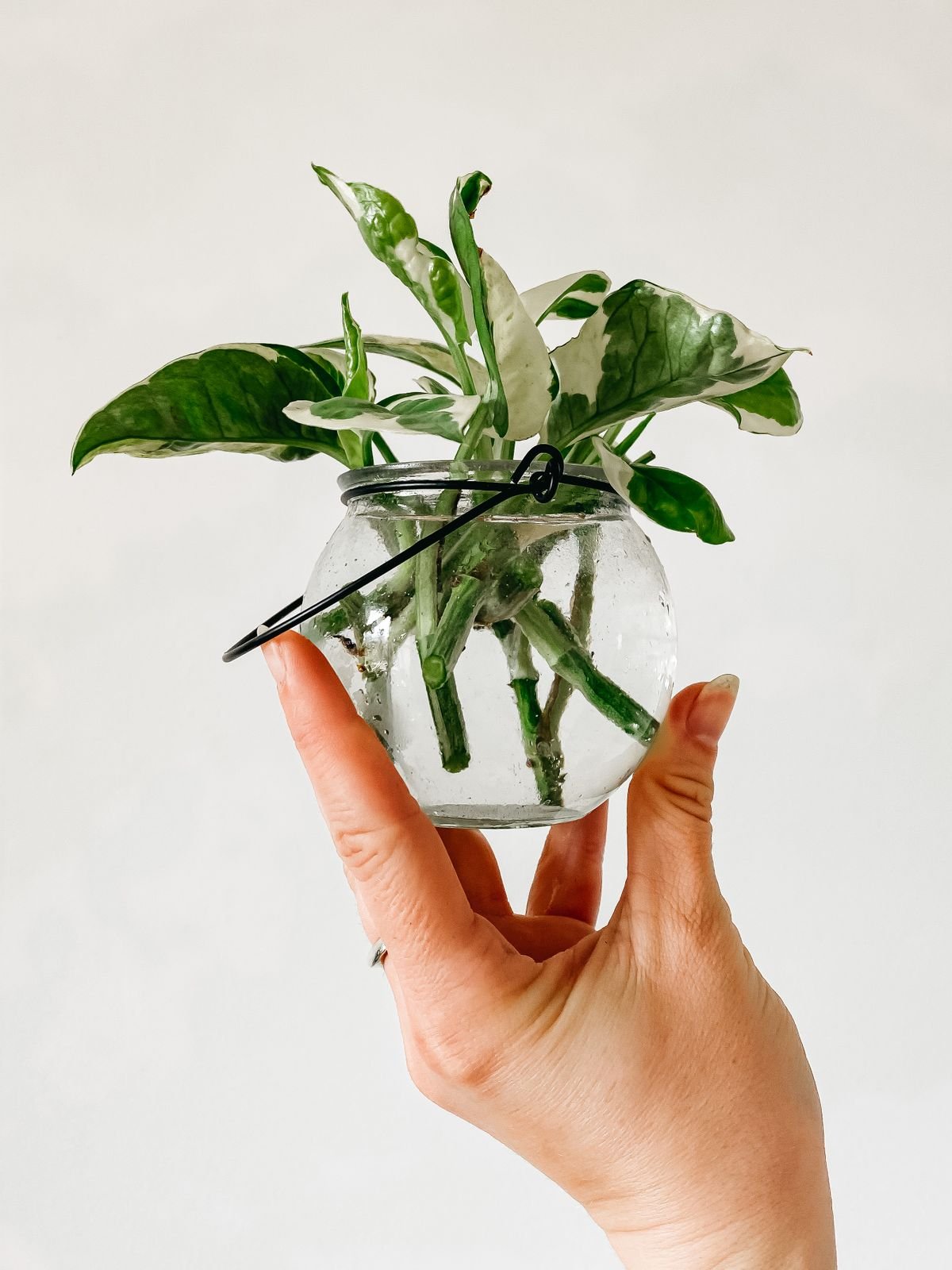 A hand holding a small glass jar with green plant cuttings