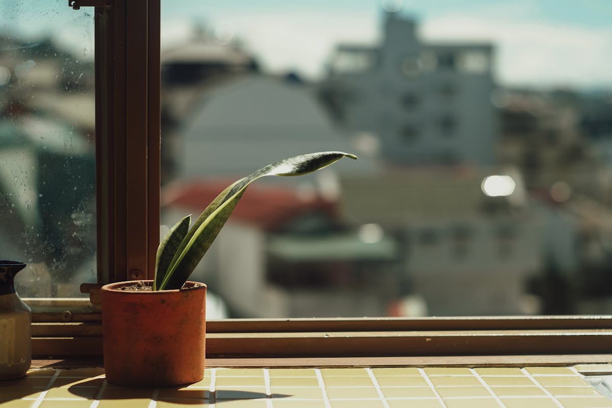 Plant in sunlight by a window