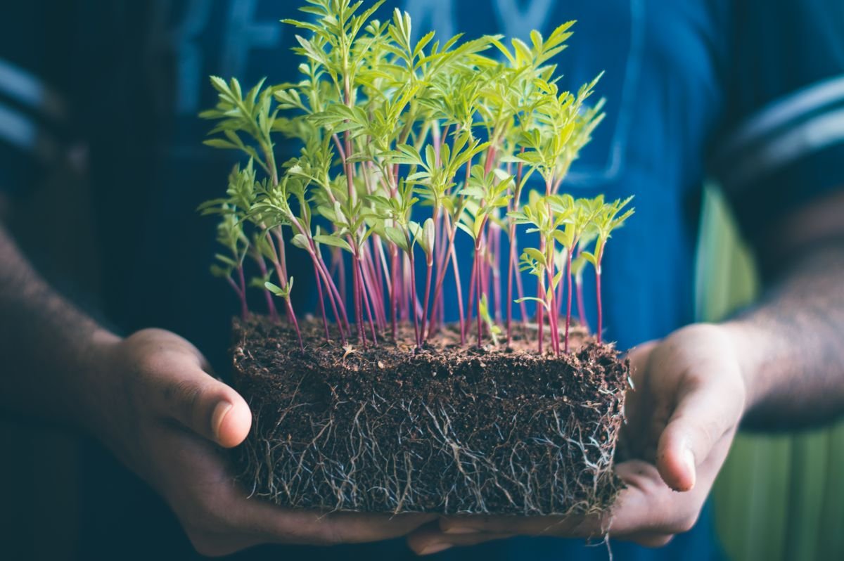 Hands holding a small plant with visible healthy roots after successful re-establishment