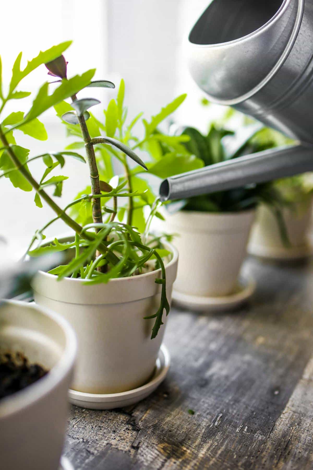 How to Water Peperomia Obtusifolia: The Science-Backed Guide