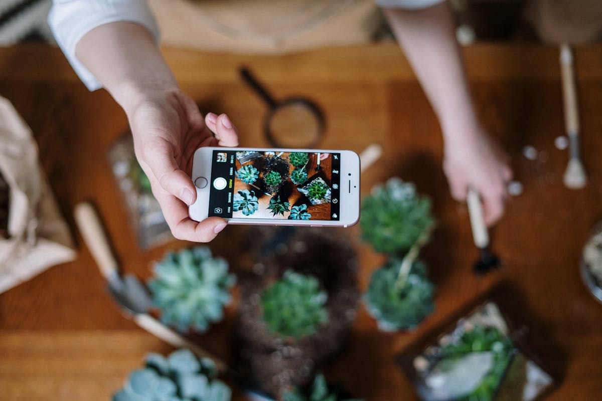 A person photographing succulents indoors with a smartphone, focusing on botanical arrangement.