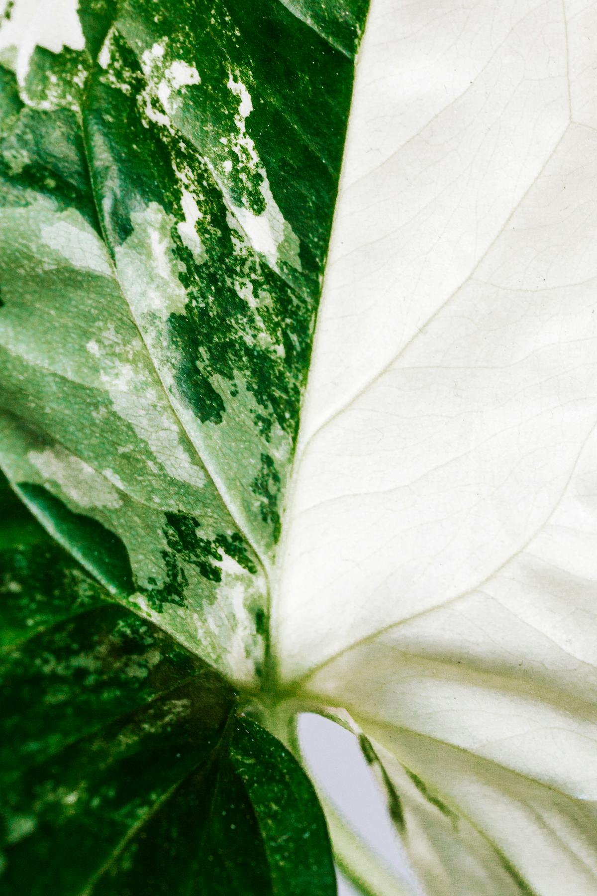 How to Increase Peperomia Variegation: The Chimeral Stability Guide