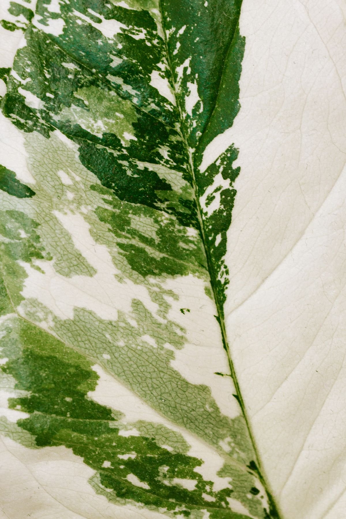 Macro of a green-and-white variegated leaf showing cream sectors that need subsidised photosynthesis