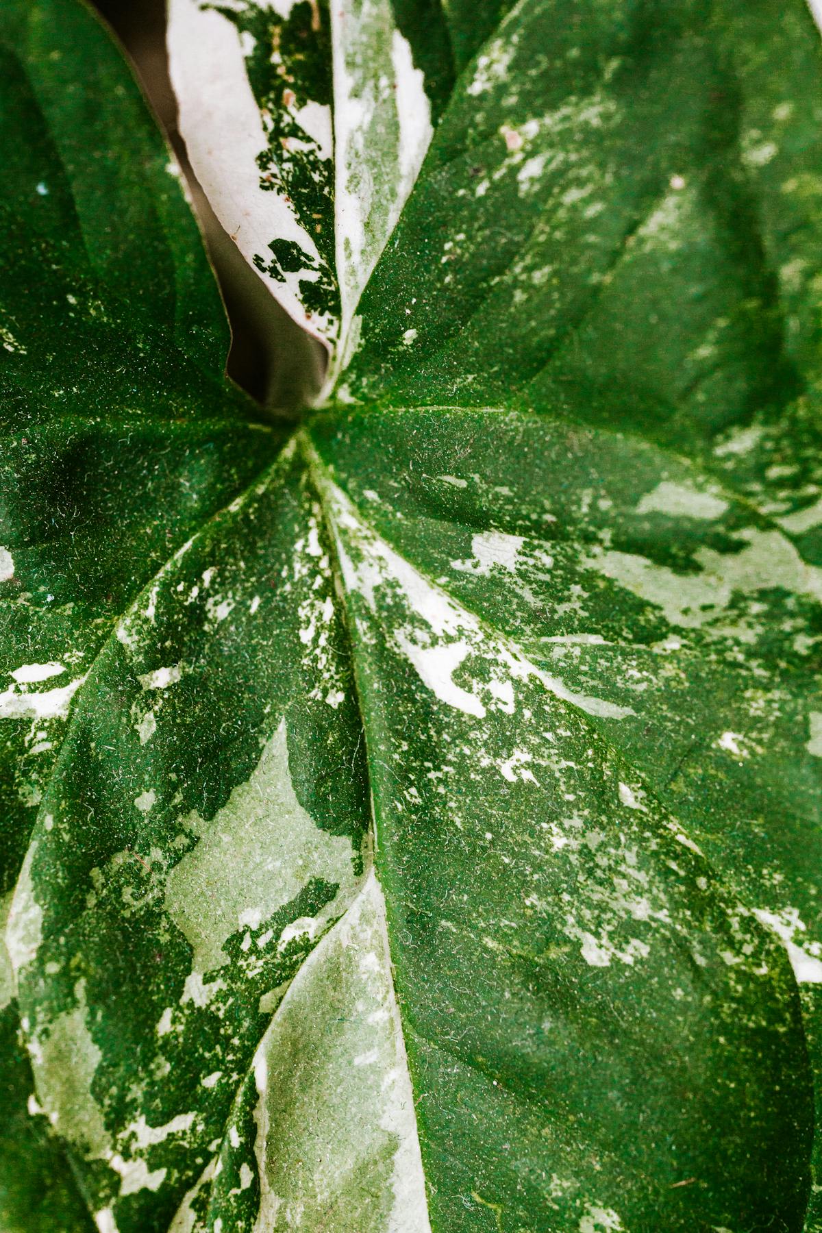 Detailed macro shot of a variegated green leaf with natural white pattern