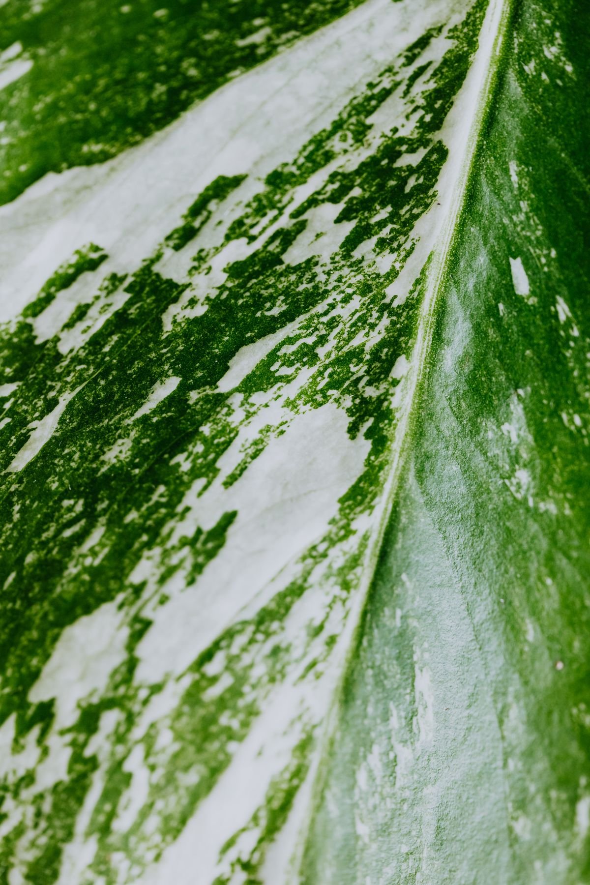 Close-up of a leaf showing a green centre with a cream variegated margin