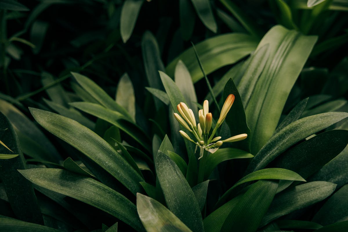 Close-up of lush green leaves with emerging yellow clivia buds