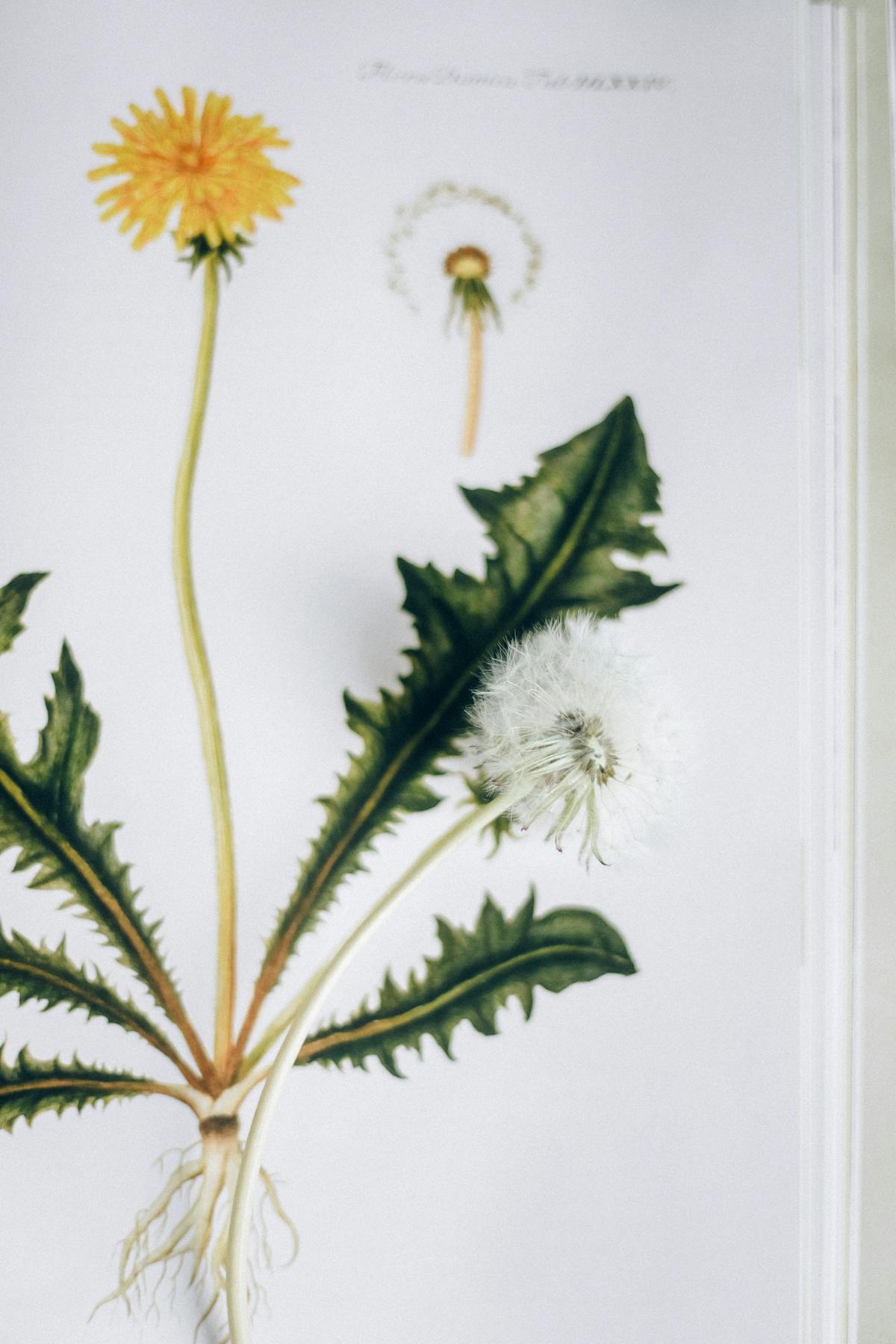 Detailed botanical illustration of a dandelion seedhead