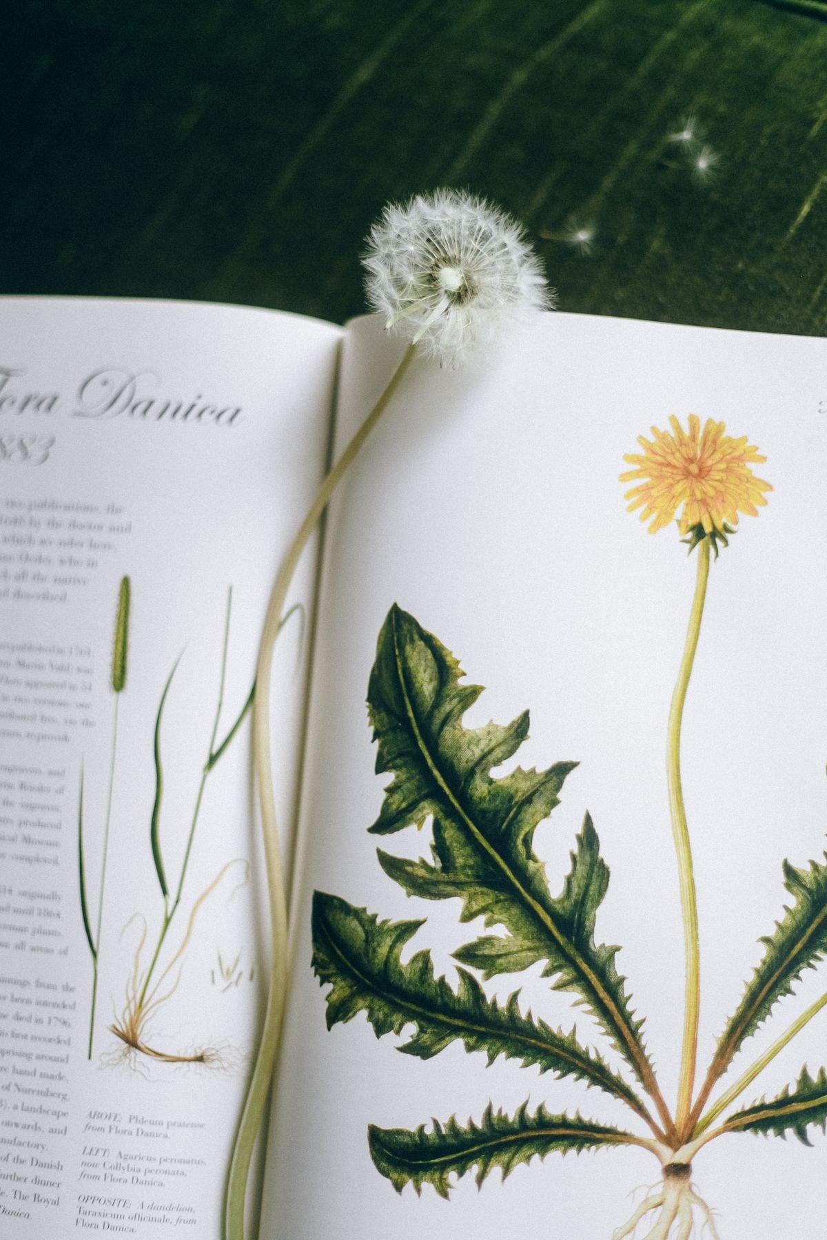 An open botanical illustration book, similar to the 17th-century volumes used by Plumier to document American plants