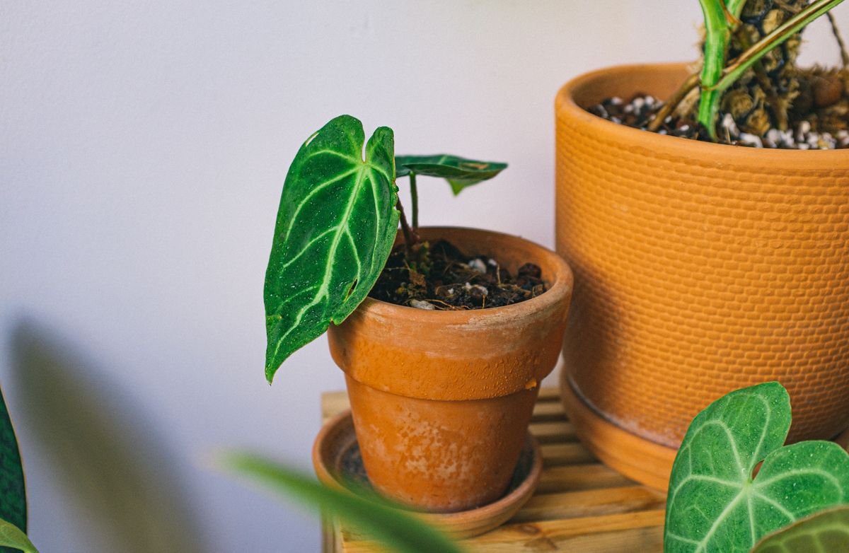 Lush indoor plants in terracotta pots on a wooden surface in natural light
