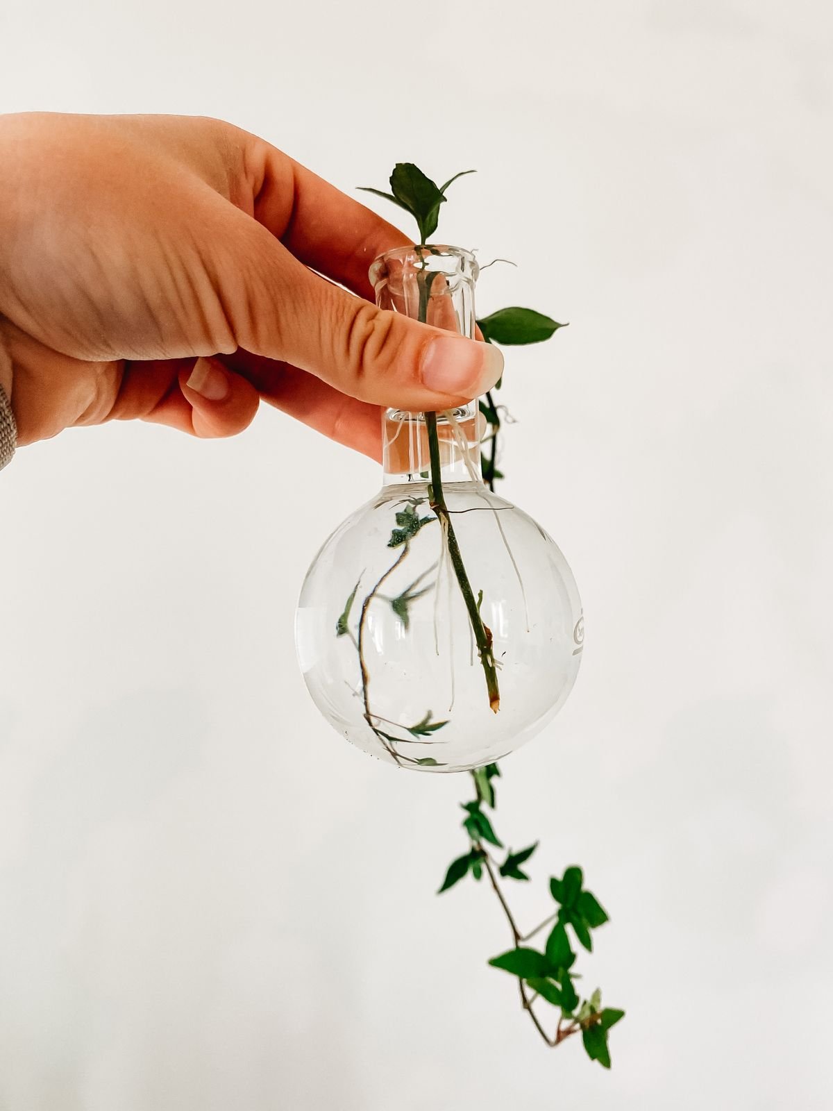 A gardener holding a transparent glass container with a climbing plant cutting establishing roots