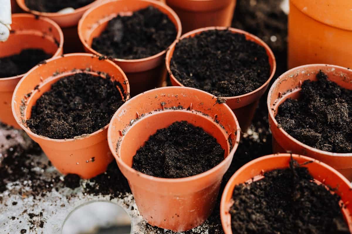 Top view of several empty pots filled with soil, ready for planting